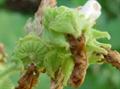 Althaea officinalis